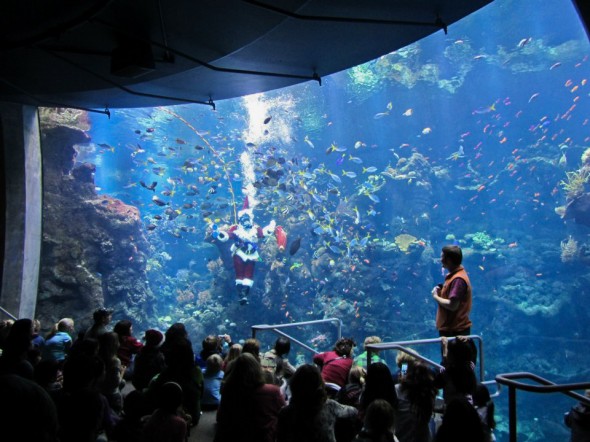 Photo of Rich Ross dressed as Santa Claus submerged in the Steinhart Aquarium's main tank